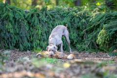 20250907_083746_A1_00545-De