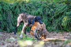 20250907_084112_A1_00565-De