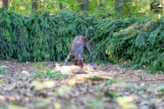 20250907_084238_A1_00692-De