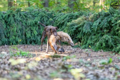 20250907_084238_A1_00702-De