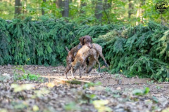 20250907_084239_A1_00711-De