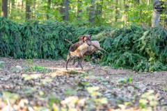 20250907_084239_A1_00714-De