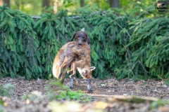 20250907_084351_A1_00846-De