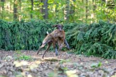 20250907_084352_A1_00865-De