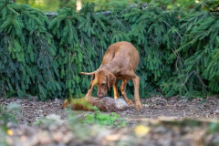 20250907_084507_A1_00976-De