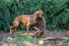 20250907_084527_A1_00984-De