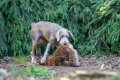 20250907_084755_A1_01117-De