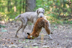 20250907_084759_A1_01181-De