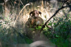 20250907_095302_A1_01867-De