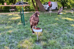 IMG_20260523_170416
